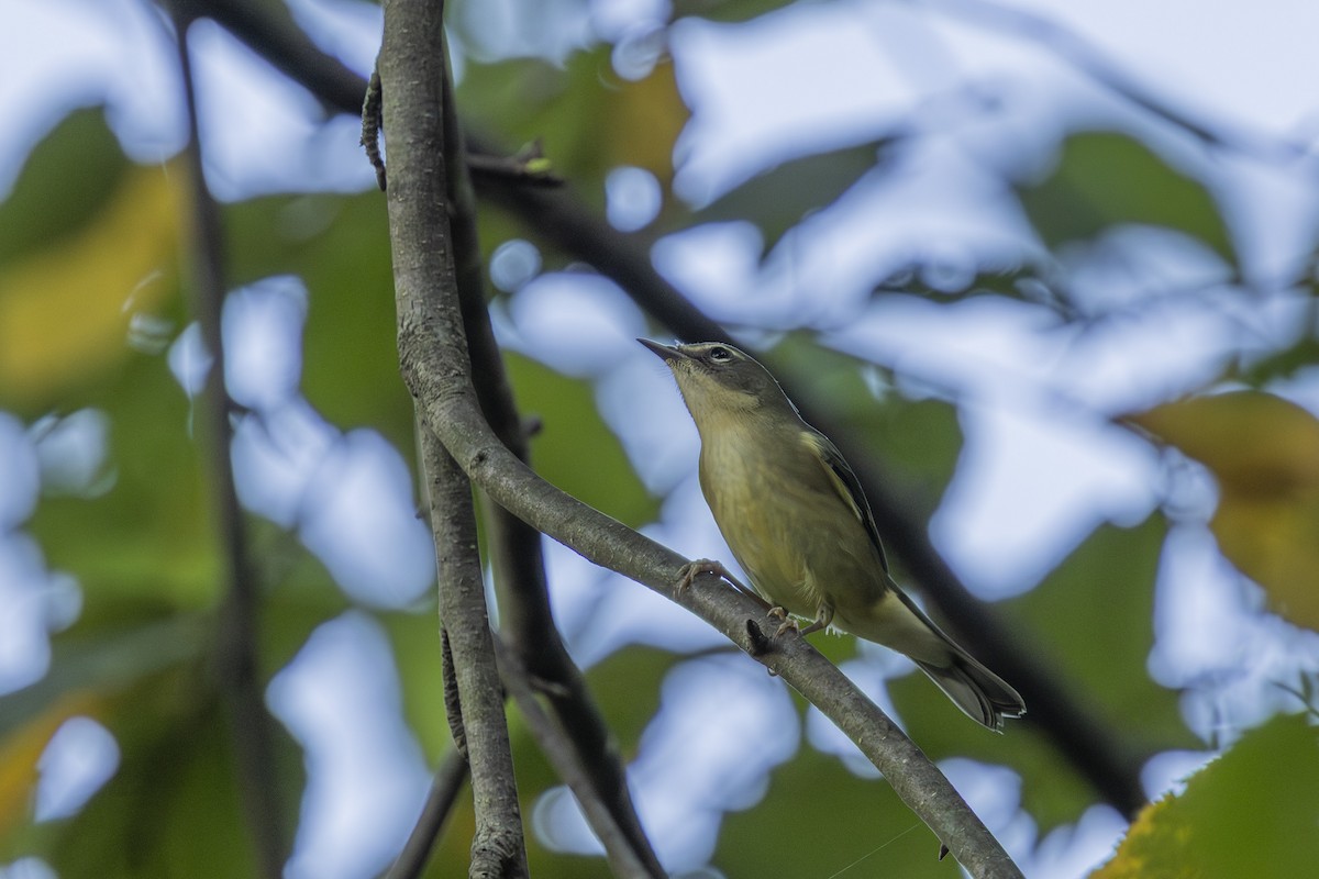 Black-throated Blue Warbler - ML642503644
