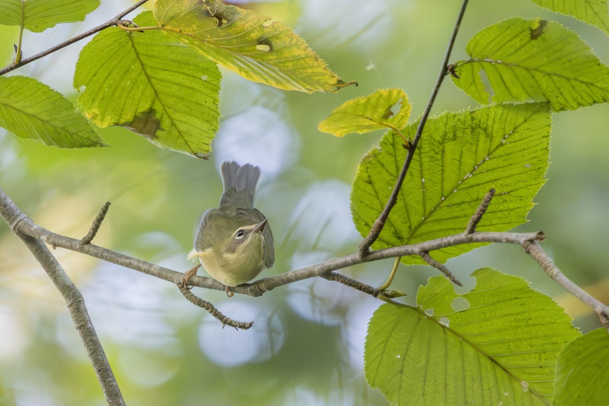 Black-throated Blue Warbler - ML642503645