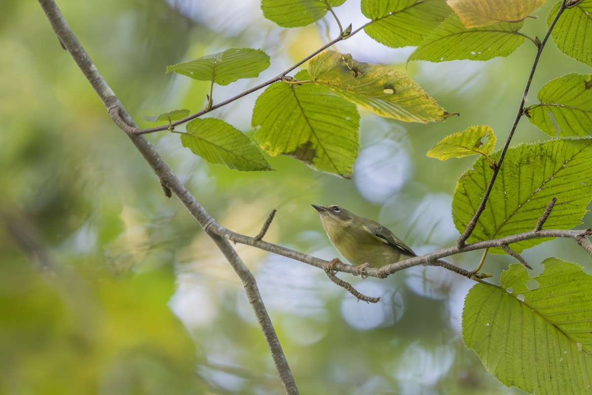 Blackpoll Warbler - ML642503654