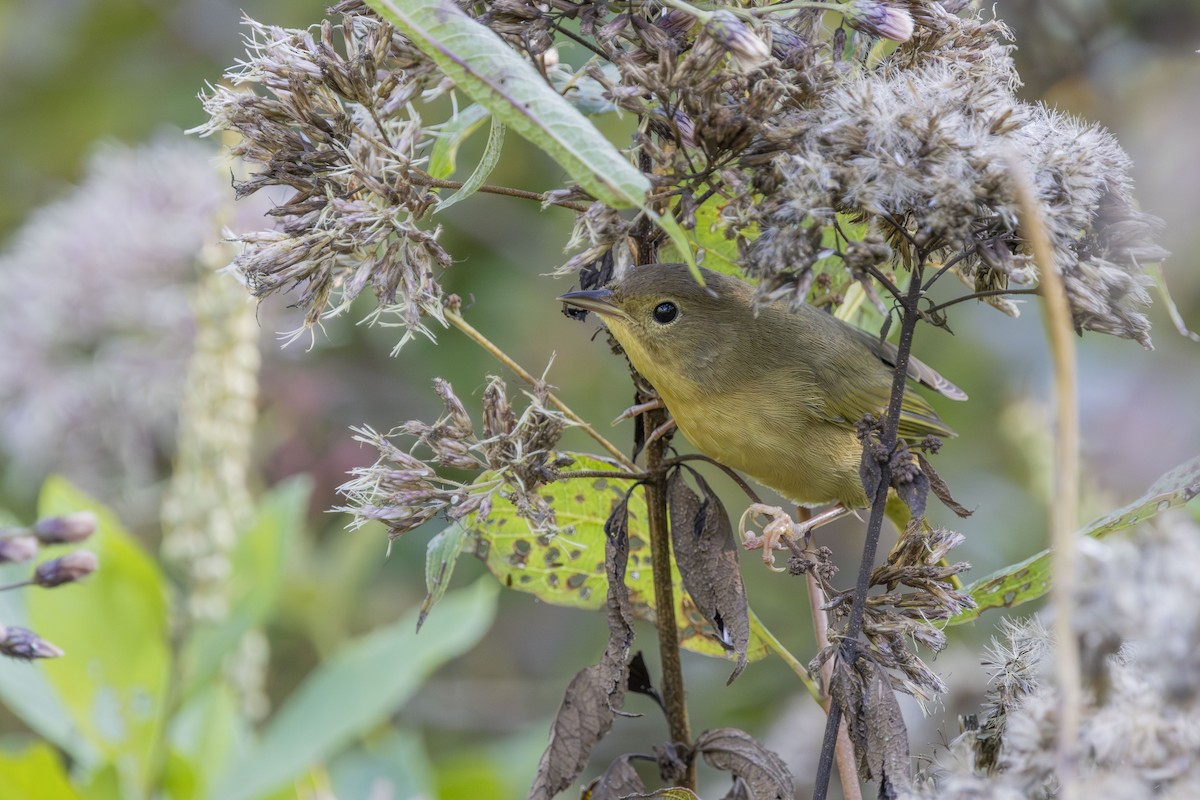 Common Yellowthroat - ML642503658
