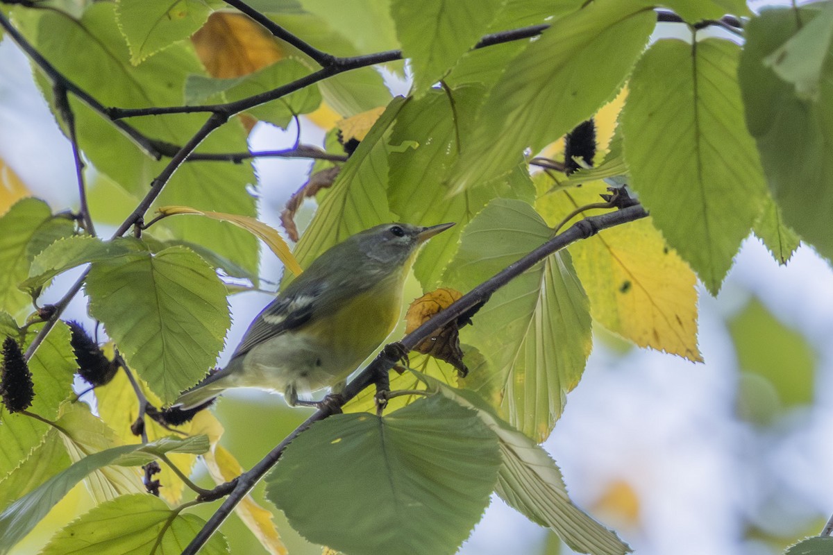 Northern Parula - ML642503669
