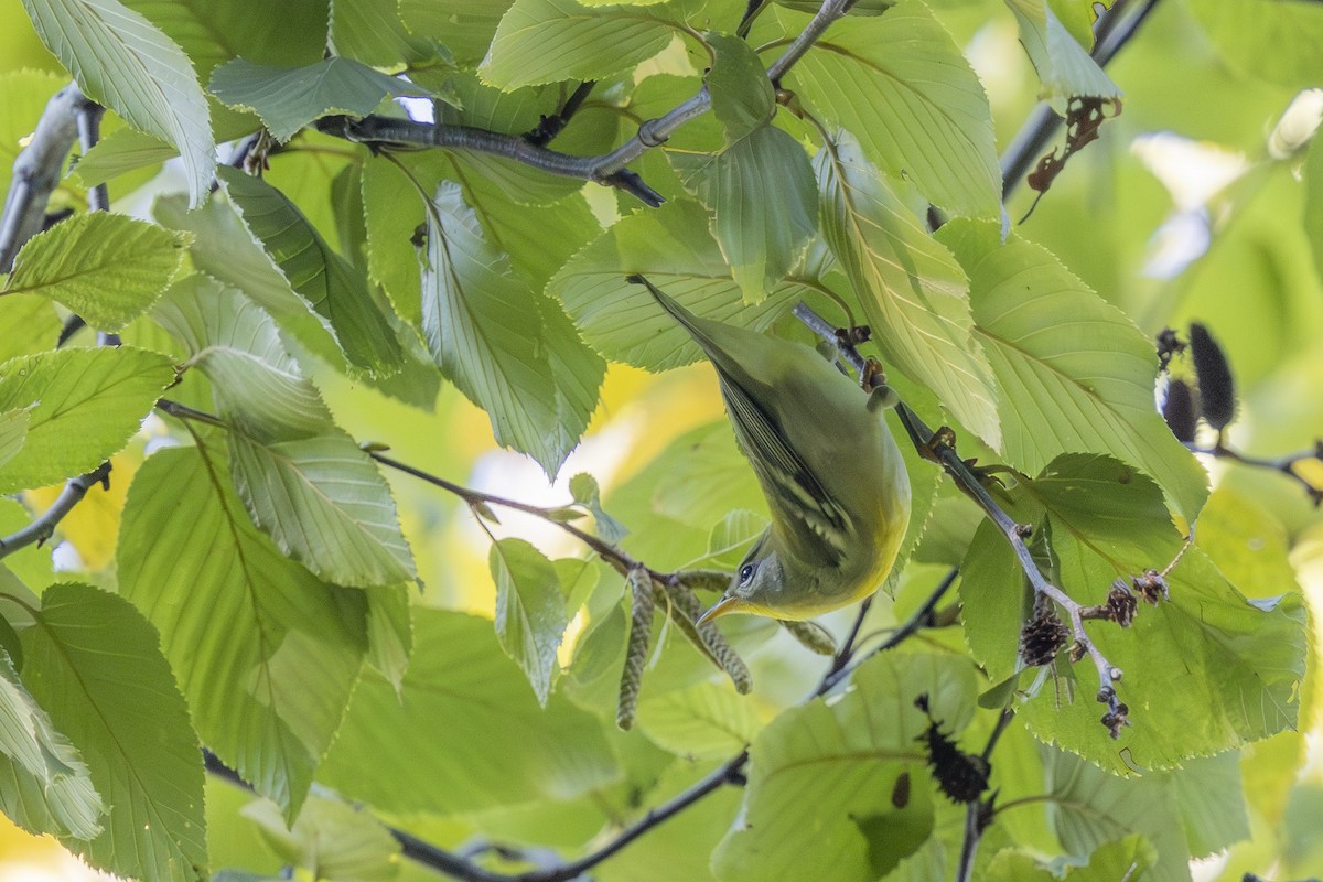Northern Parula - ML642503670