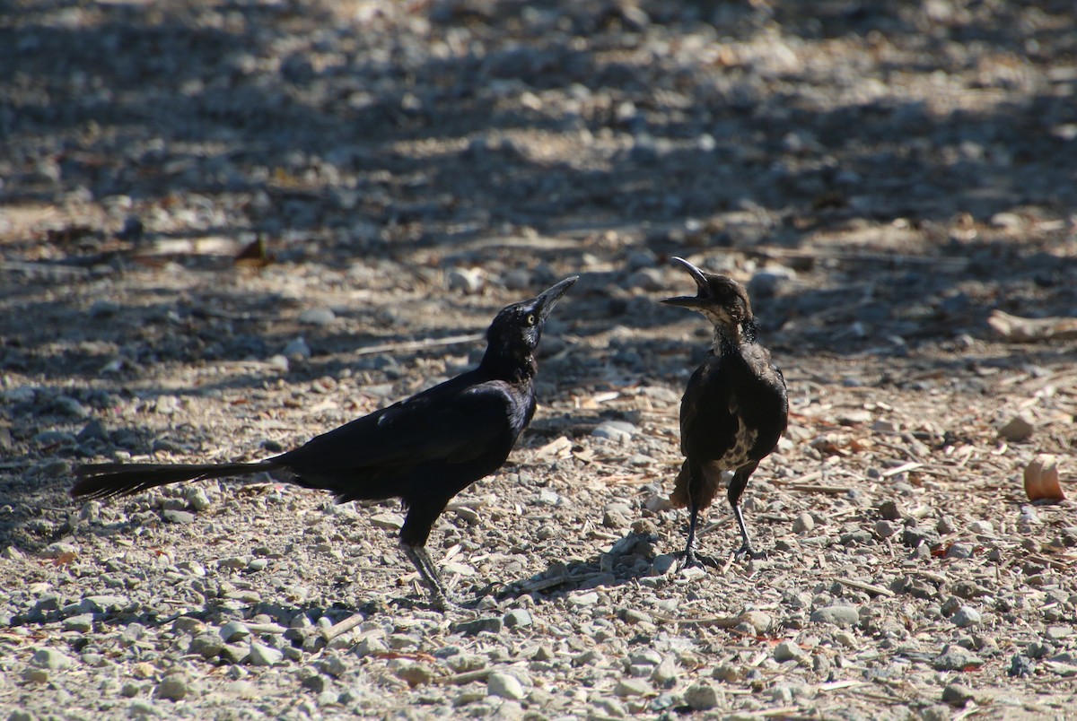 Great-tailed Grackle - ML642503675