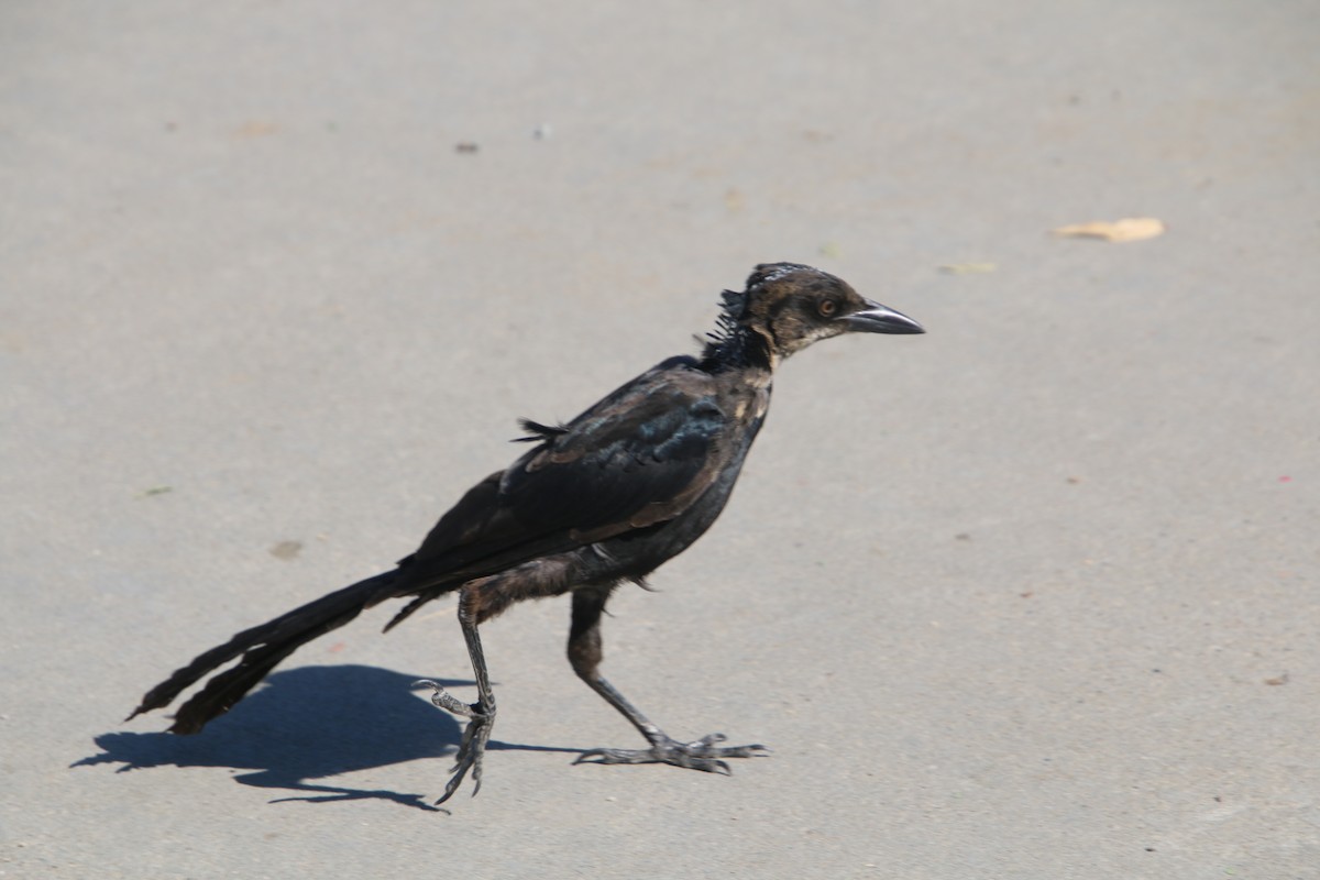 Great-tailed Grackle - ML642503676