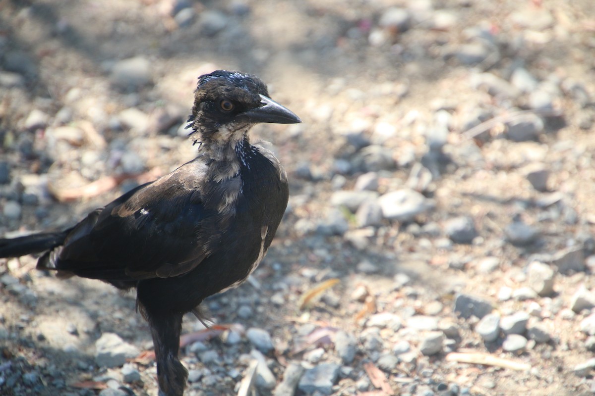 Great-tailed Grackle - ML642503677