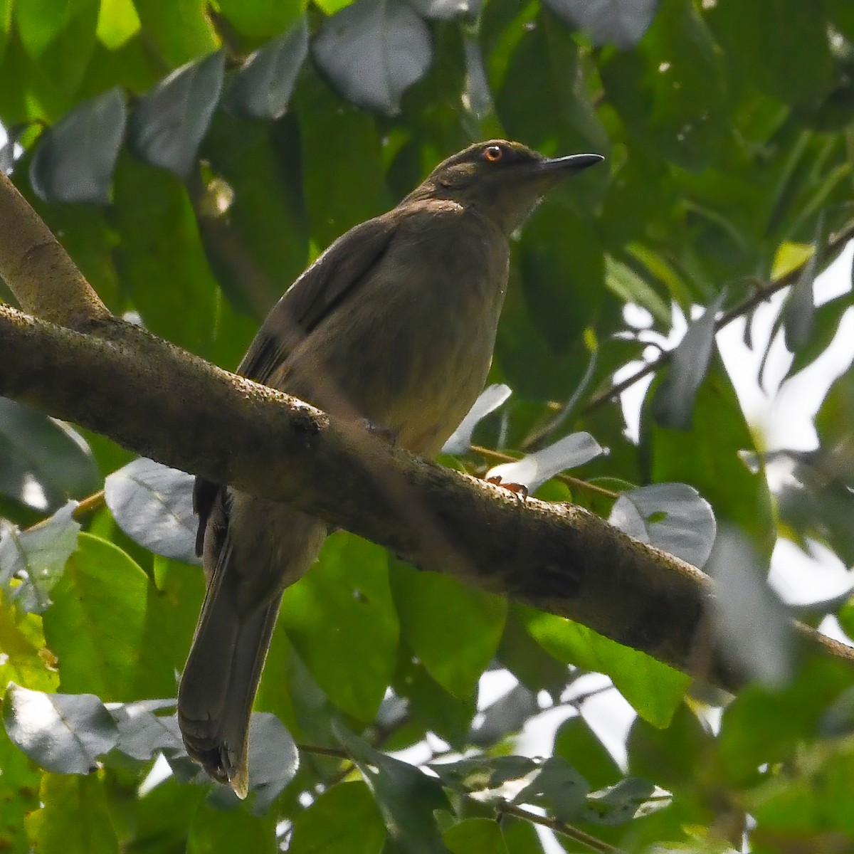 Red-eyed Bulbul - ML642503682