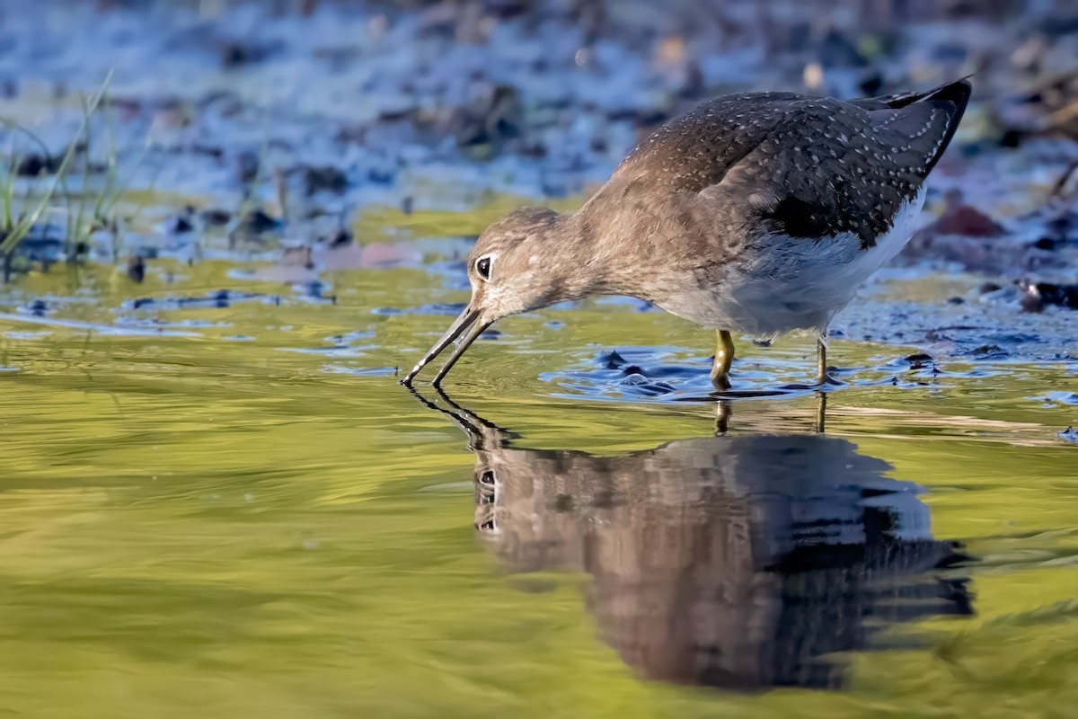 Solitary Sandpiper - ML642503692