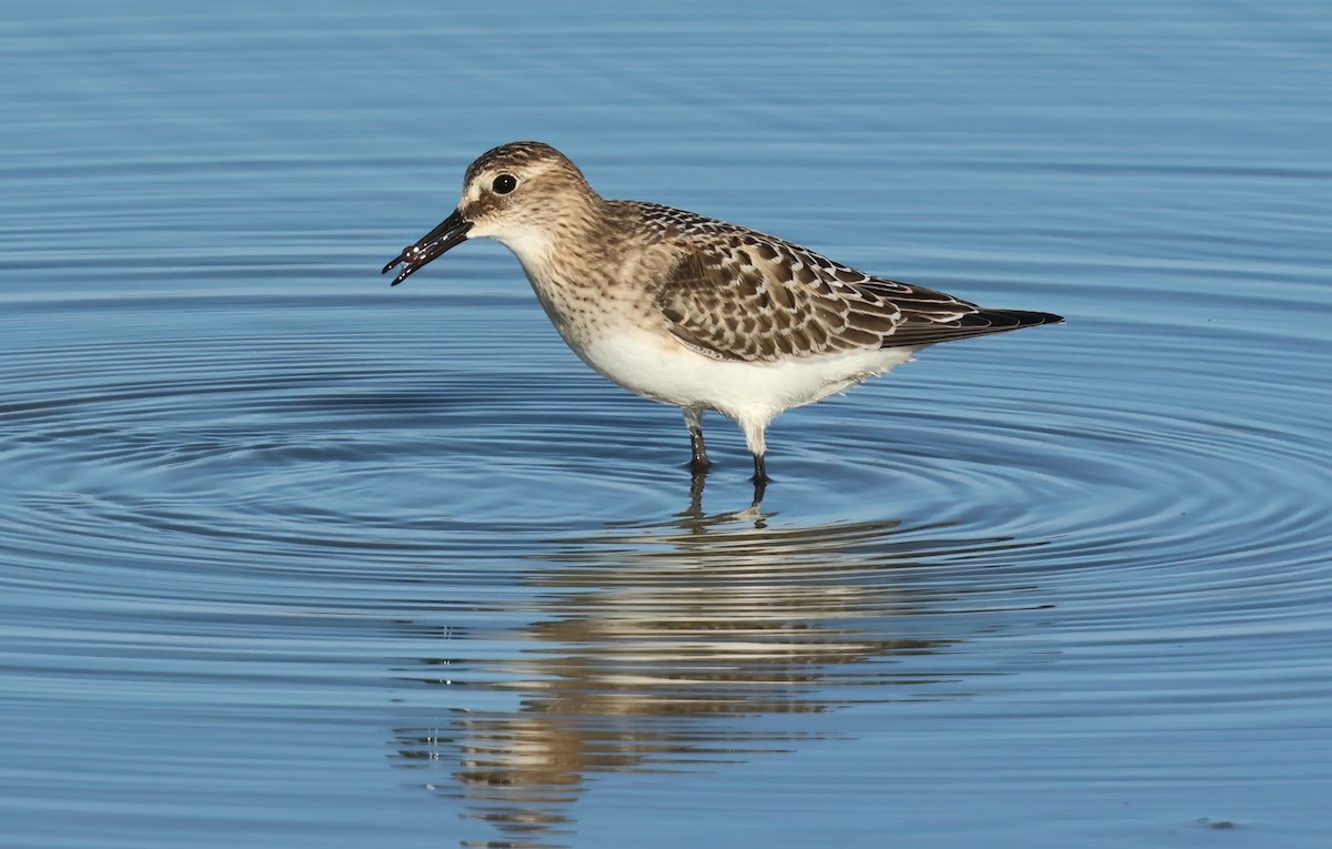 Baird's Sandpiper - ML642503696