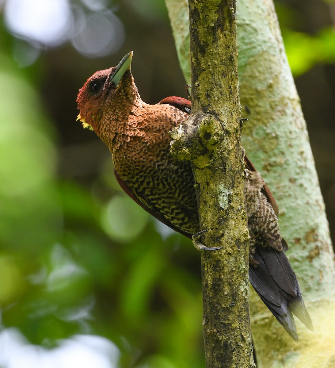 Banded Woodpecker - ML642503705