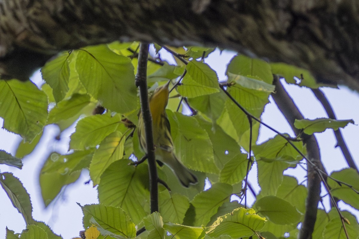 Blackburnian Warbler - ML642503709