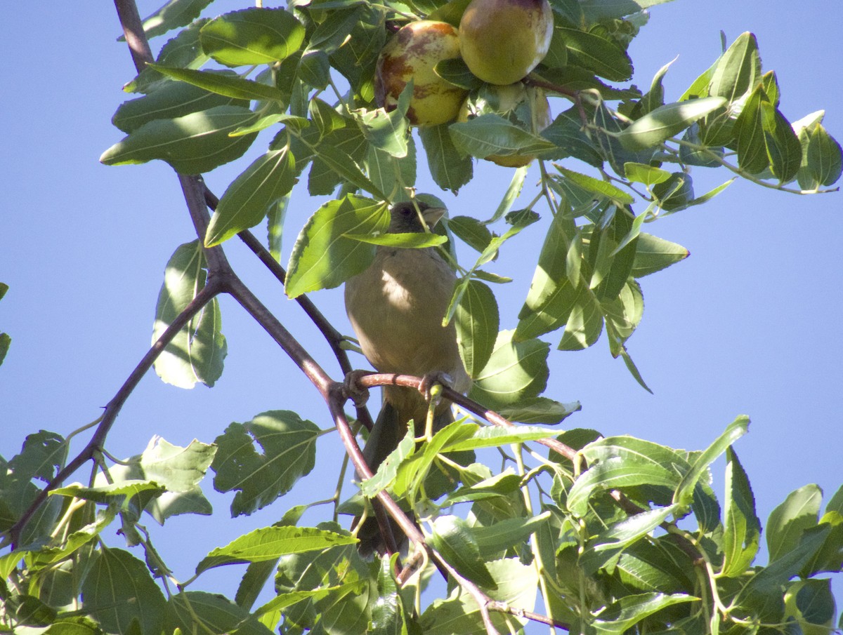 Abert's Towhee - ML642503713