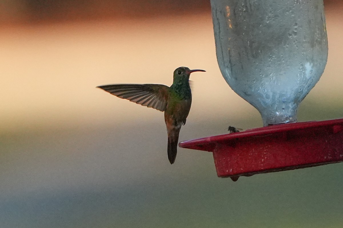 Buff-bellied Hummingbird - ML642503727