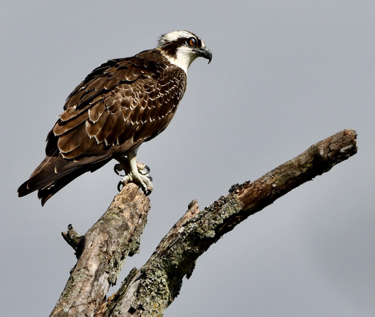 Osprey - ML642503728