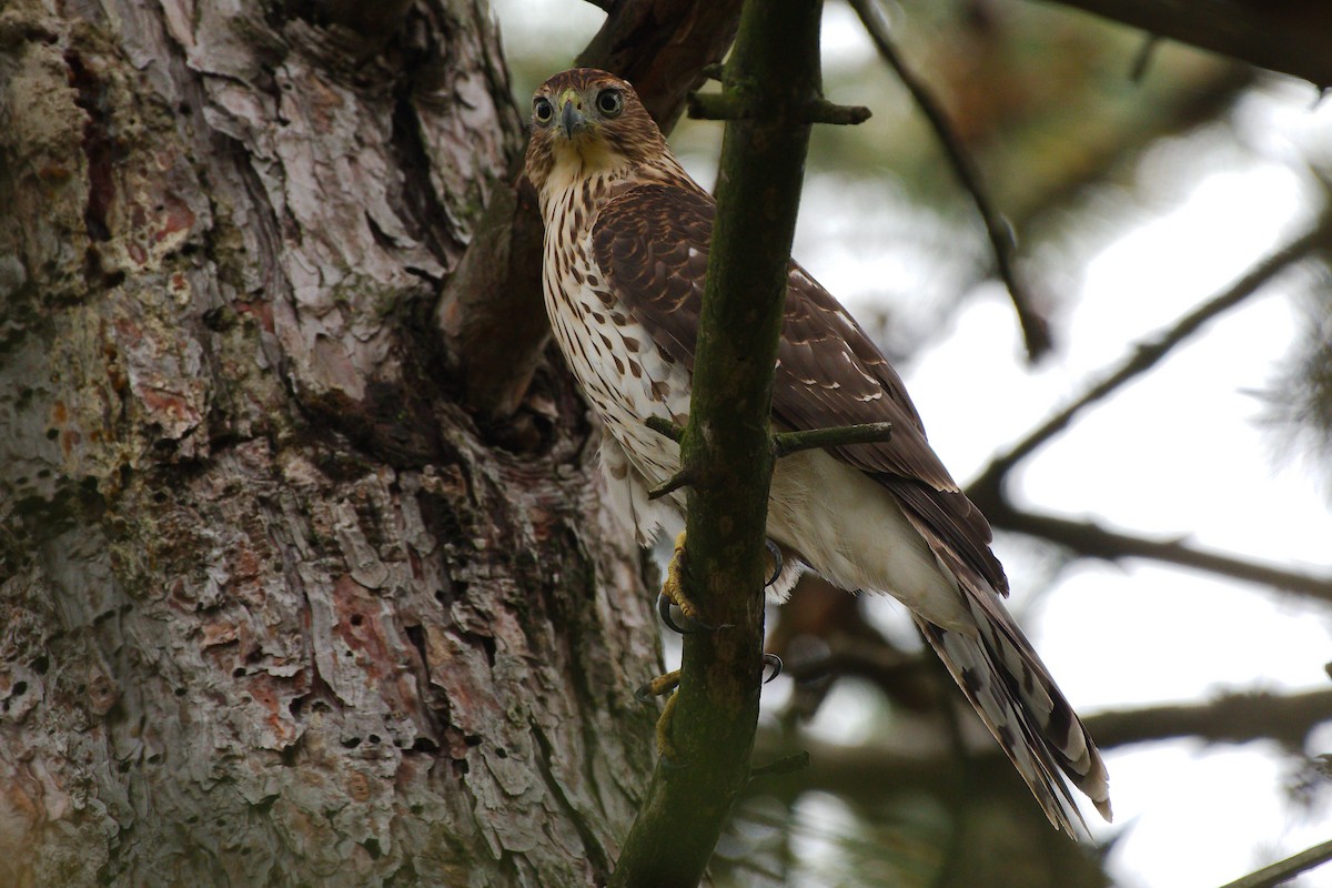 Cooper's Hawk - ML642503730
