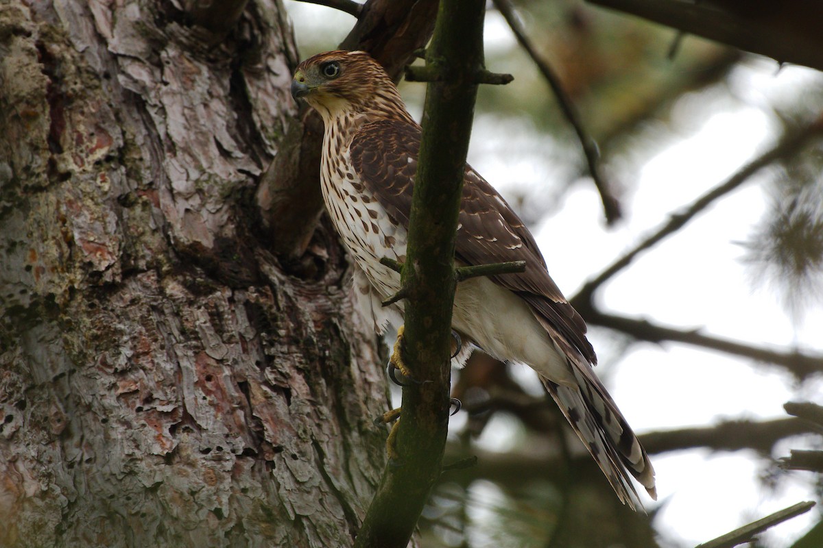 Cooper's Hawk - ML642503731