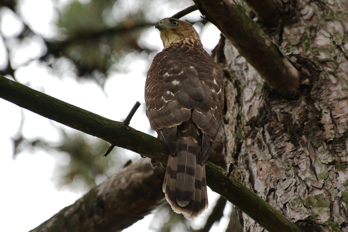 Cooper's Hawk - ML642503733