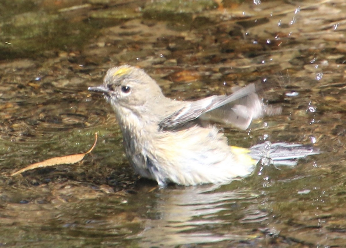 Yellow-rumped Warbler - ML642503750