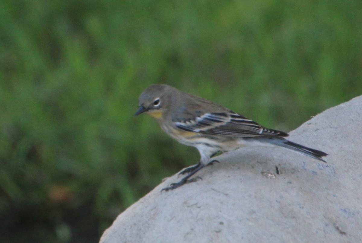 Yellow-rumped Warbler - ML642503751