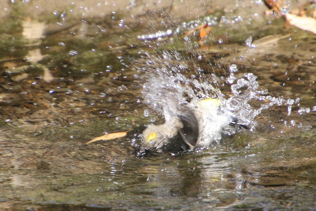 Yellow-rumped Warbler - ML642503752