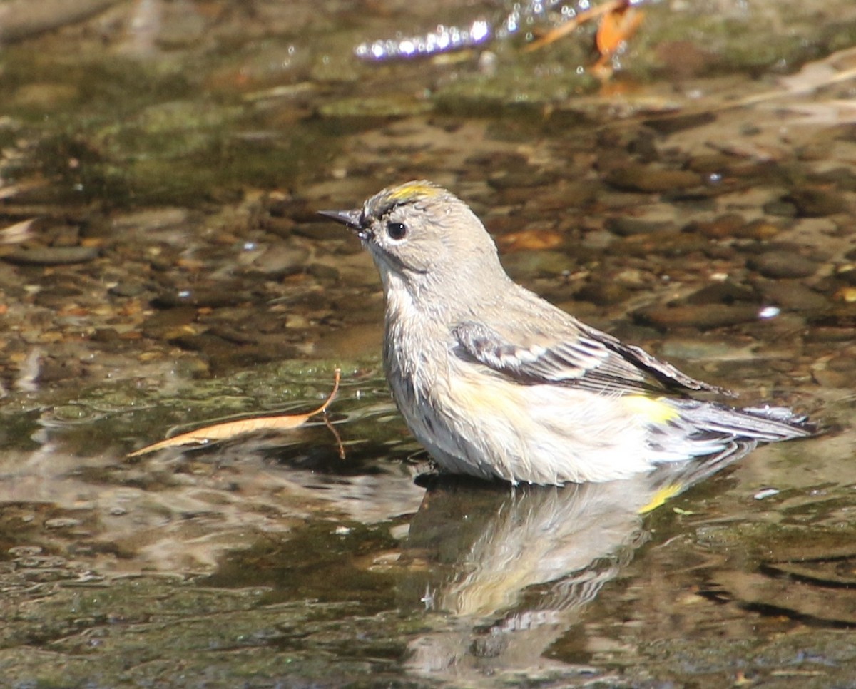 Yellow-rumped Warbler - ML642503753