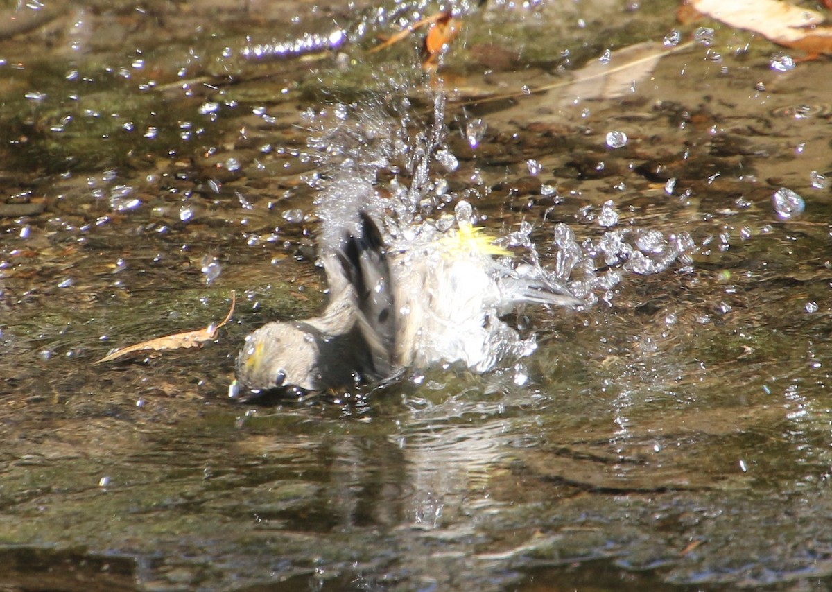 Yellow-rumped Warbler - ML642503756
