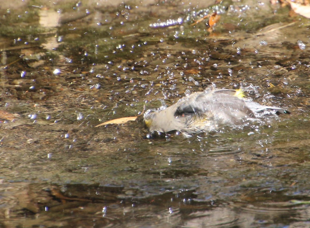 Yellow-rumped Warbler - ML642503757