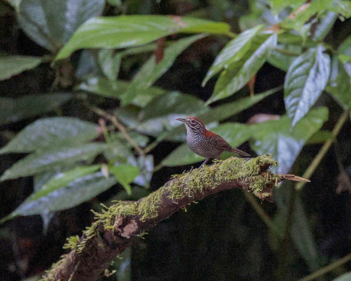 Riverside Wren - ML642503758