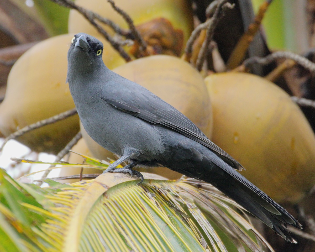 South Melanesian Cuckooshrike - ML642503761