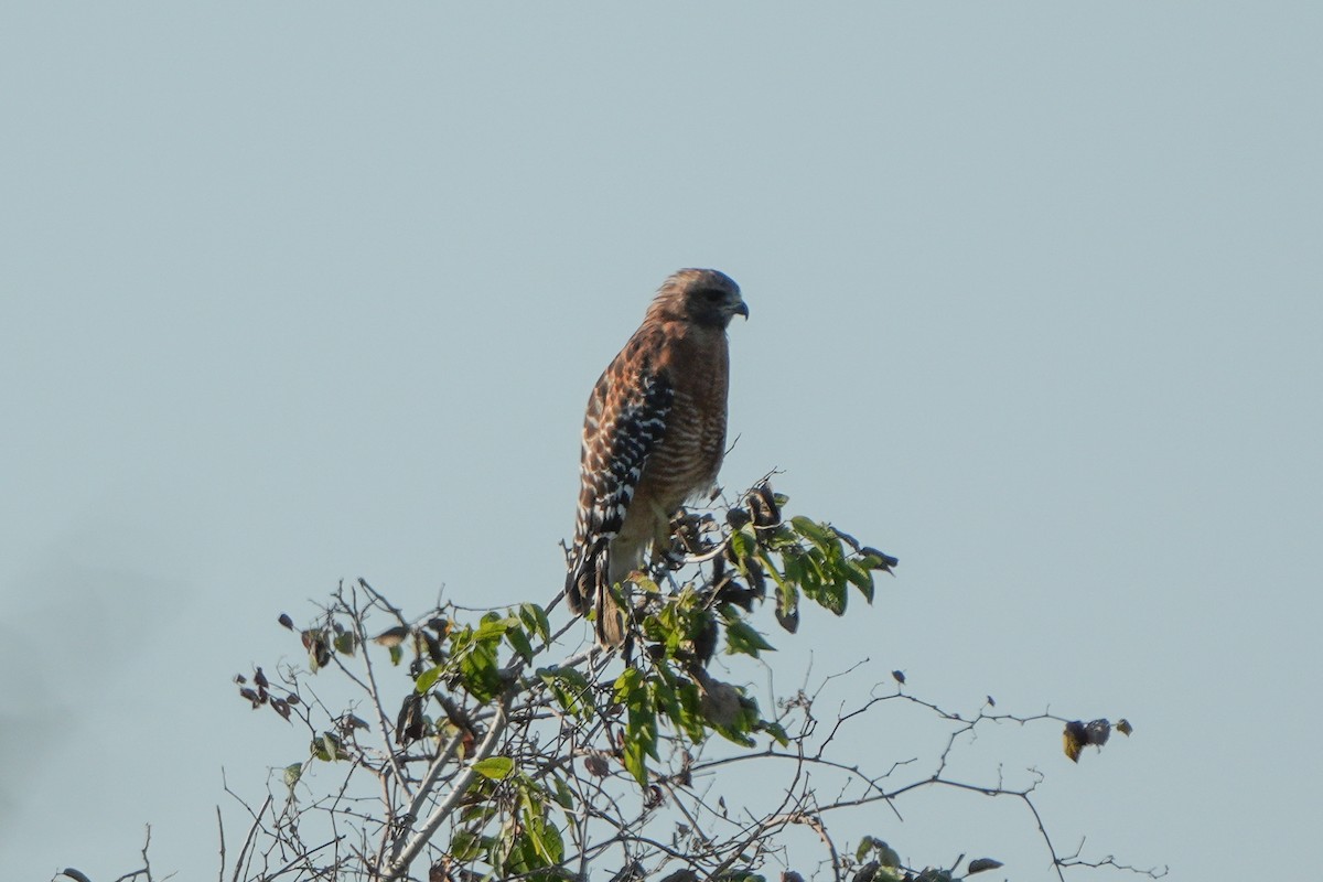 Red-shouldered Hawk - ML642503766