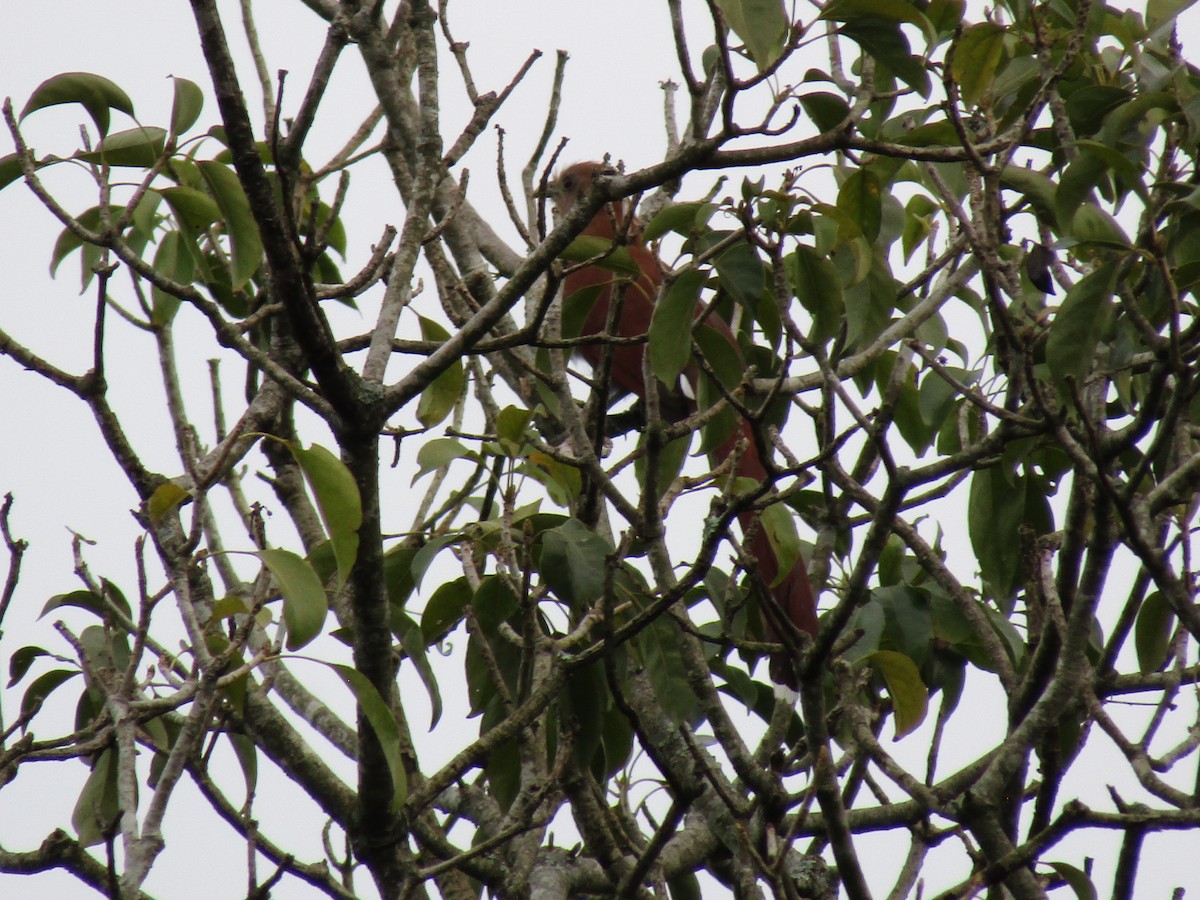 Squirrel Cuckoo - ML642503771