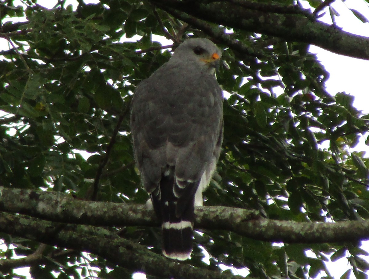 Gray Hawk - ML642503777
