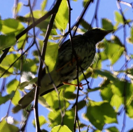 Yellow-rumped Warbler - Sameer Ajmani