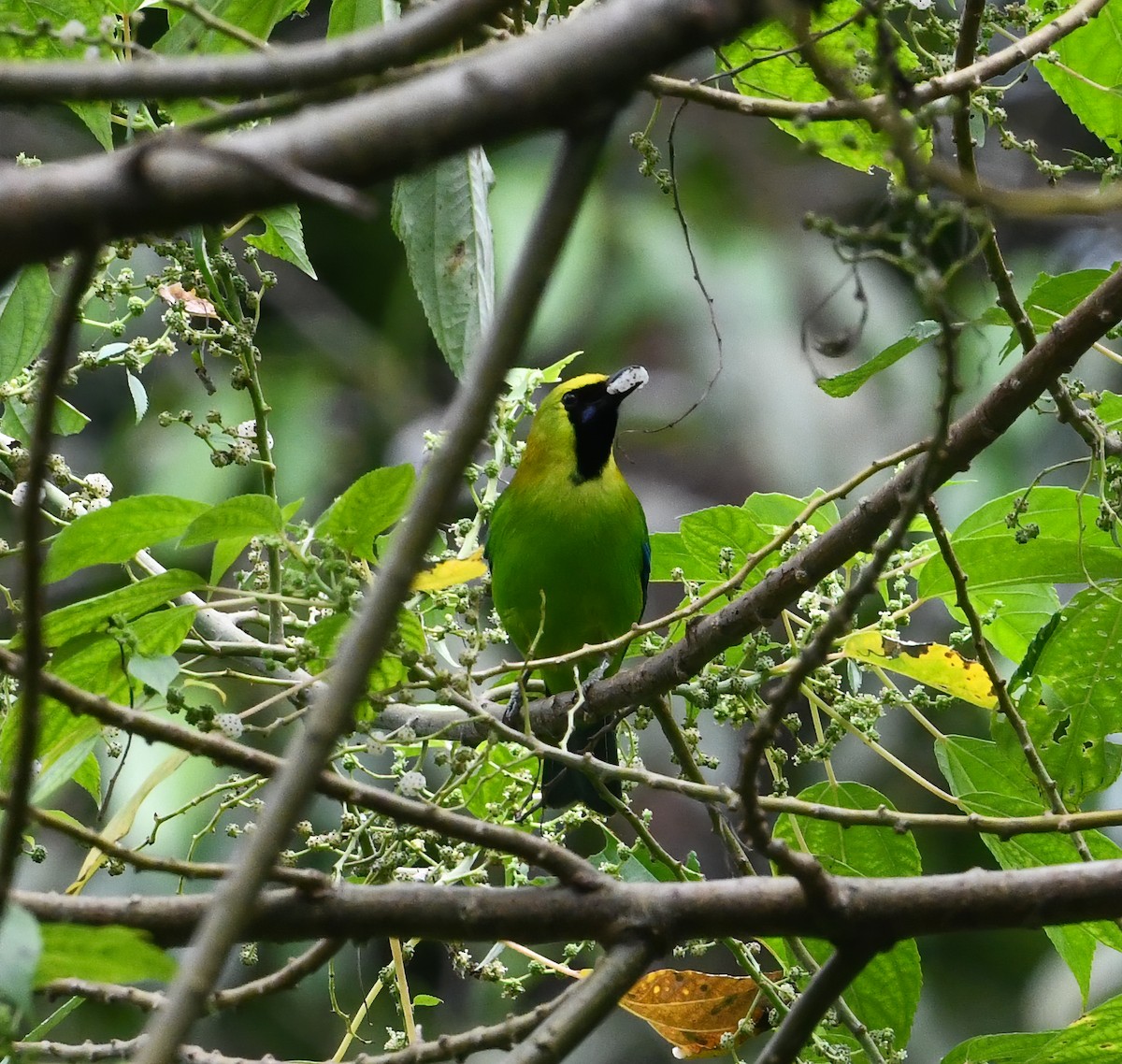 Blue-winged Leafbird - ML642503786