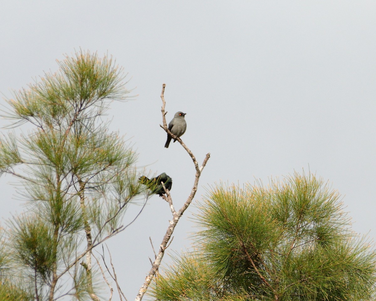 Striated Starling - ML642503793
