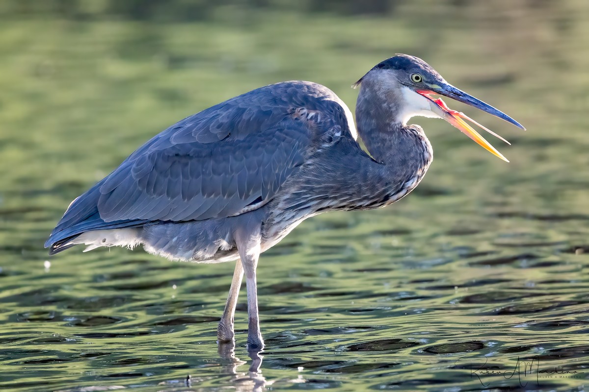 Great Blue Heron - ML642503796