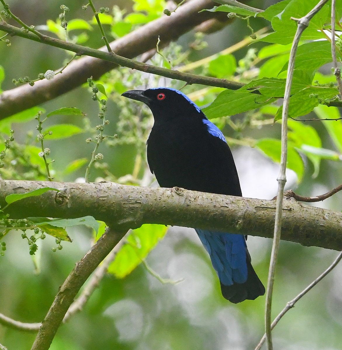 Asian Fairy-bluebird - ML642503810