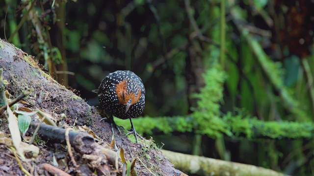 Ocellated Tapaculo - ML642503811