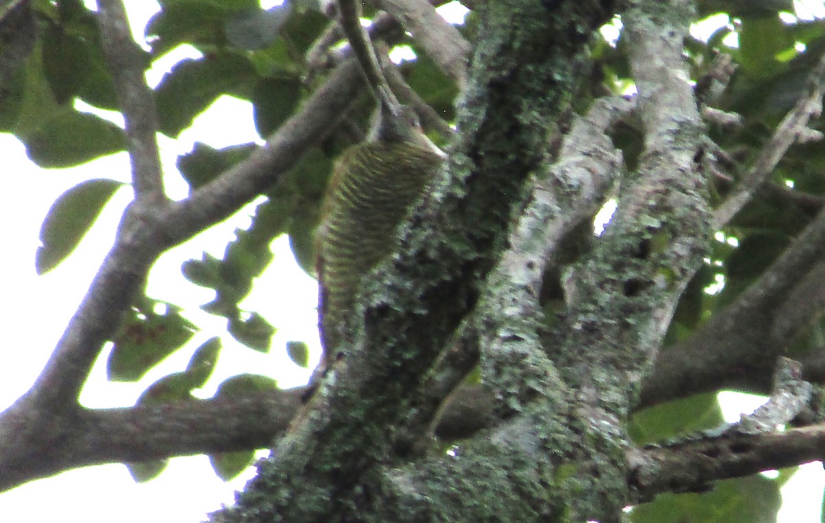 Golden-olive Woodpecker - ML642503812