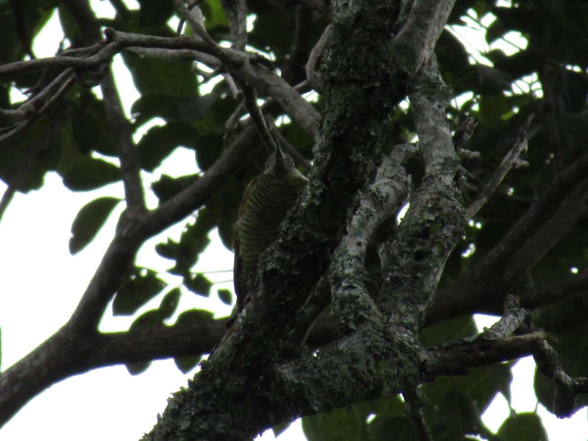 Golden-olive Woodpecker - ML642503813