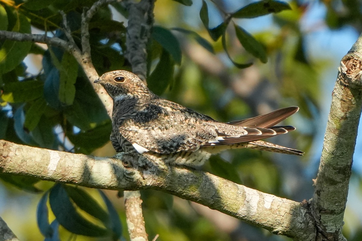 nighthawk sp. - ML642503814