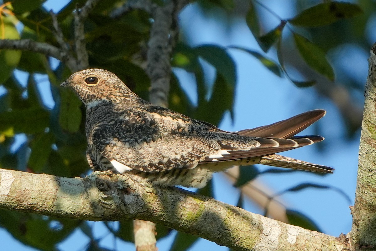 nighthawk sp. - ML642503815