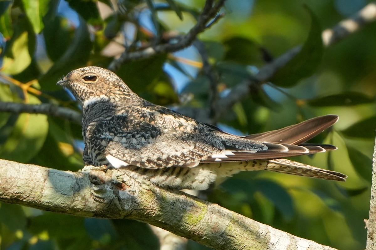 nighthawk sp. - ML642503816