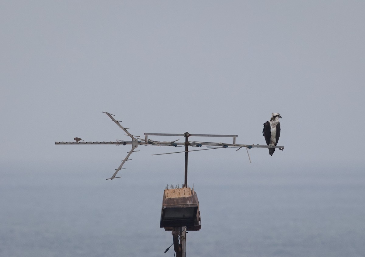 Osprey - John Callender