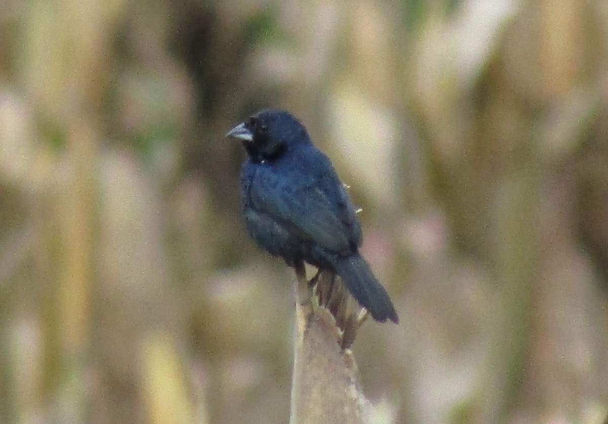 Blue-black Grassquit - ML642503821