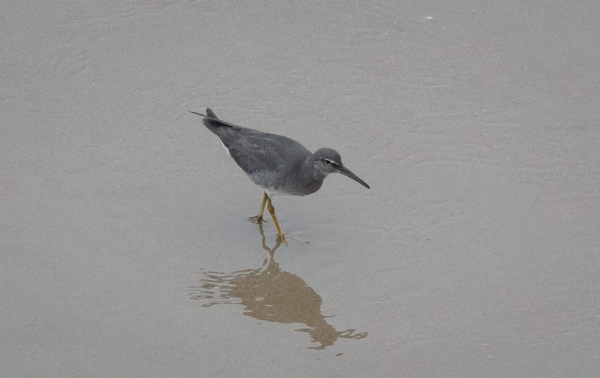 Wandering Tattler - ML642503827