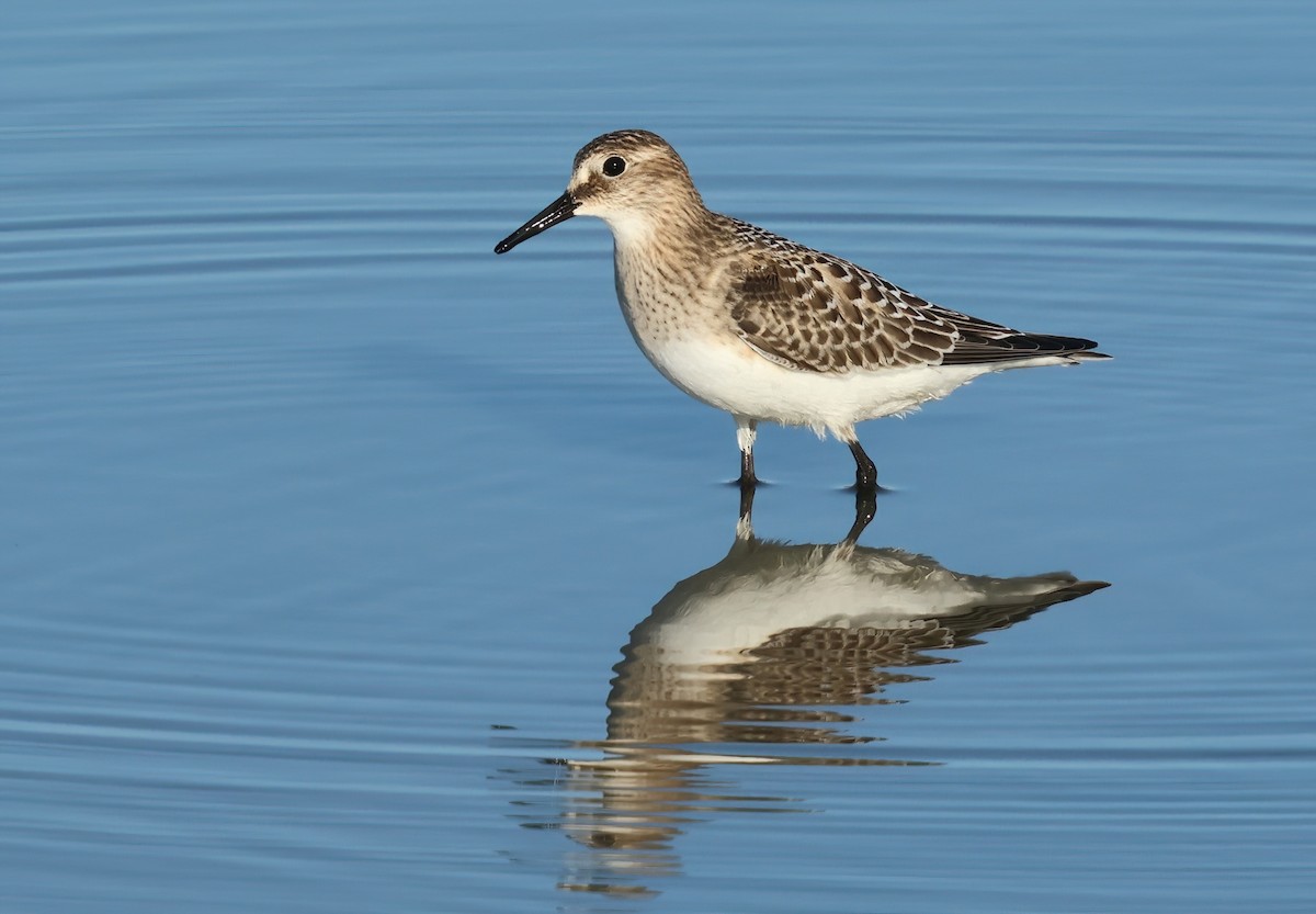 Baird's Sandpiper - ML642503830
