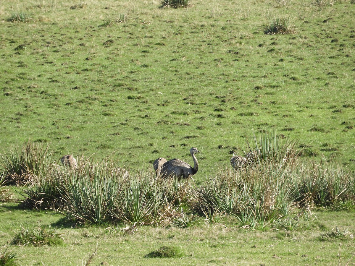 Greater Rhea - ML642503852