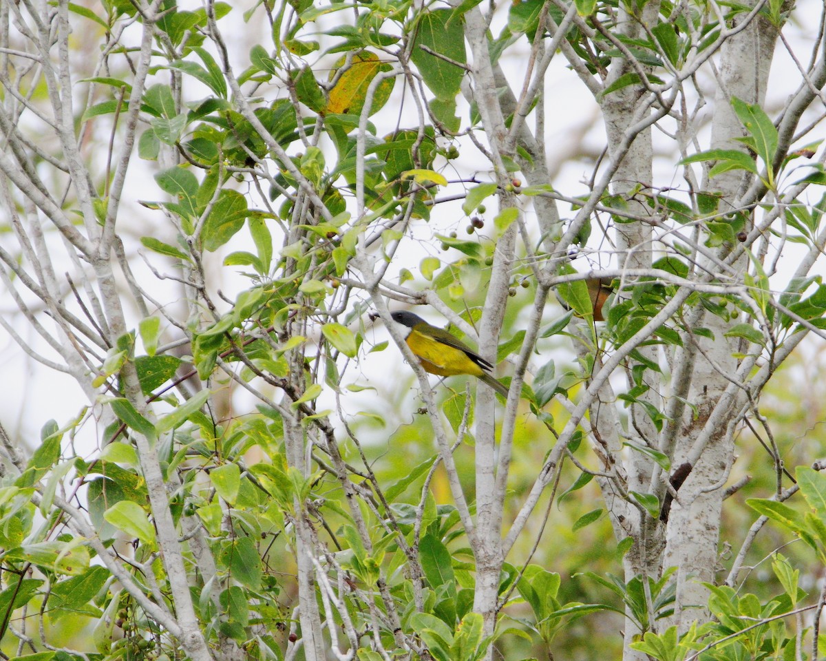 New Caledonian Whistler - ML642503854