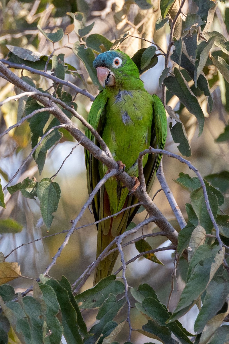 Blue-crowned Parakeet - ML642503856
