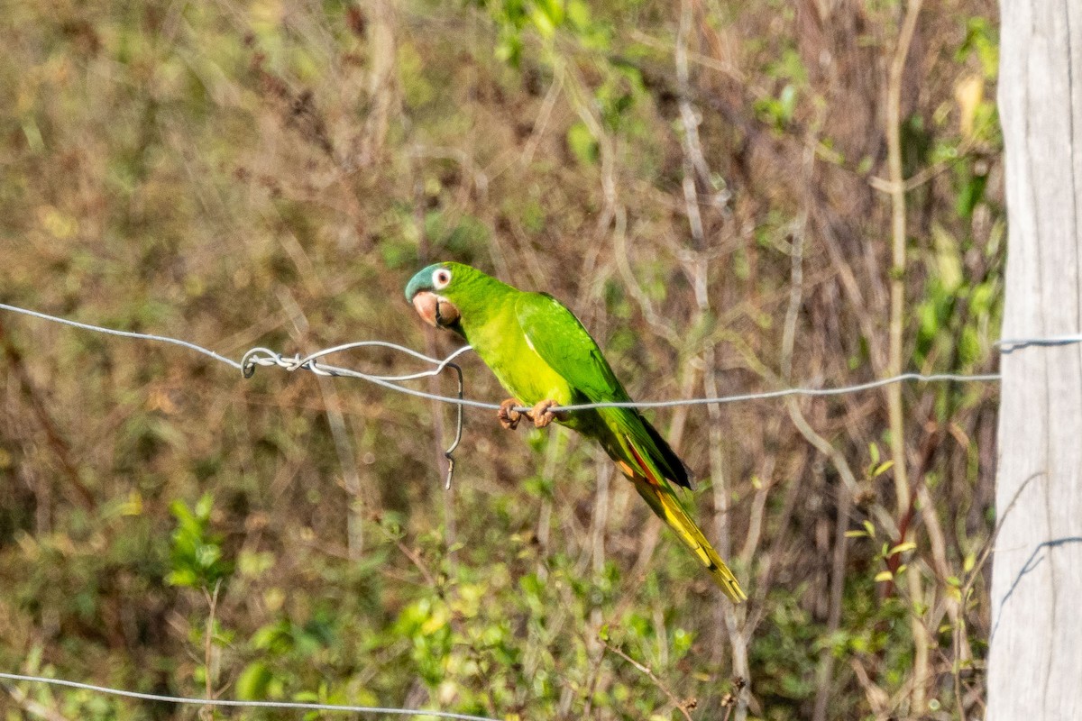 Blue-crowned Parakeet - ML642503862